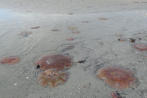 Sjællands Odde
Lion&#39;s mane jellyfish at the beach of Sj&aelig;llands Odde <br />
Küste - Strand, Öffentlicher Bereich/Strand
Nardine Stybel 